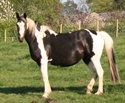 Shela